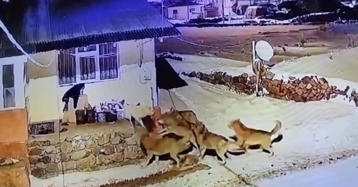 Çoban köpeği, kurt sürüsüne karşı!